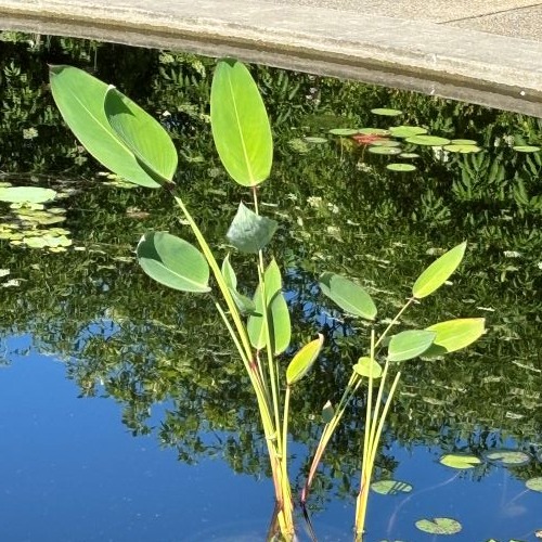 Thalia dealbata (powdery thalia)