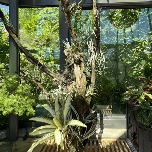 Tillandsia spp. (assorted air plants)