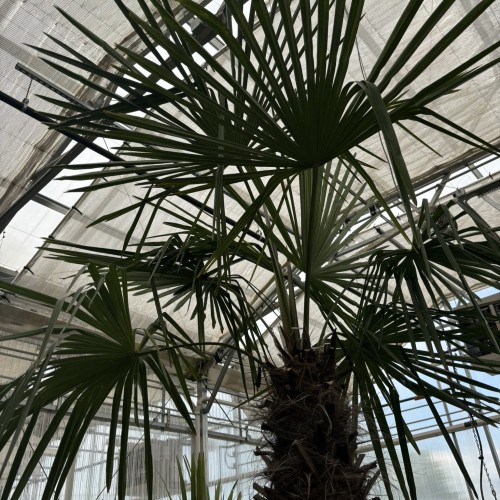Trachycarpus fortunei (windmill palm)