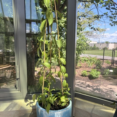 Vanilla planifolia 'Albo-Variegata' (vanilla)