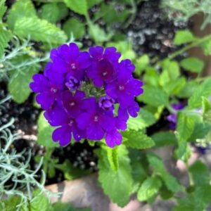 Verbena peruviana 'Balendakle' EnduraScape™ Dark Purple (verbena)