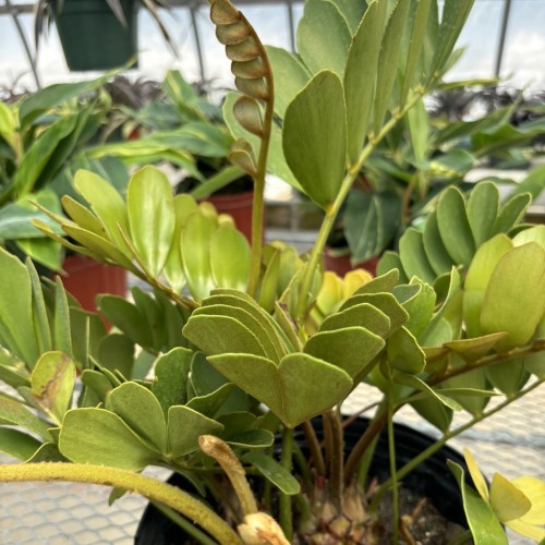 Zamia furfuracea (cardboard palm)