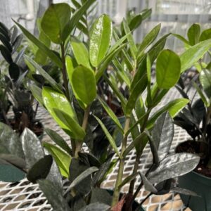Zamioculcas zamiifolia 'Heemzamio' Super Nova™ (ZZ plant)