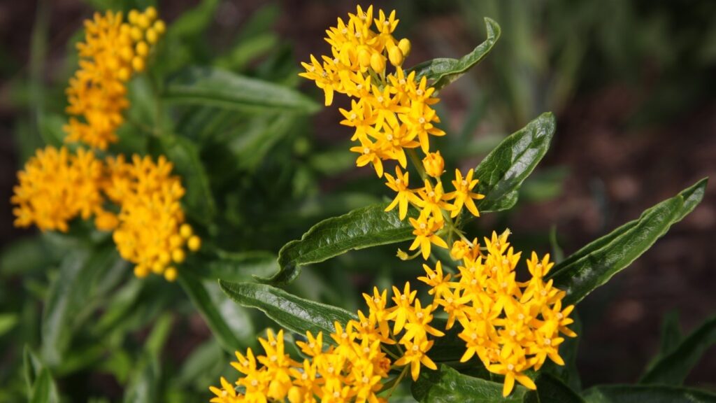 Asclepias tuberosa 'Hello Yellow' (butterfly milkweed)