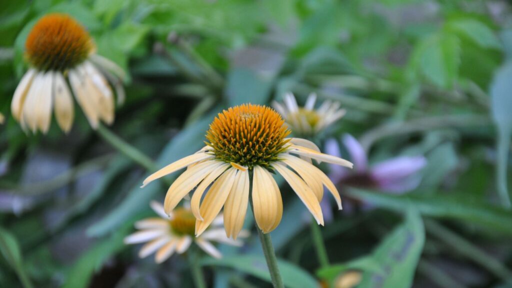 Echinacea 'Matthew Saul' Harvest Moon Big Sky™ Series (coneflower)