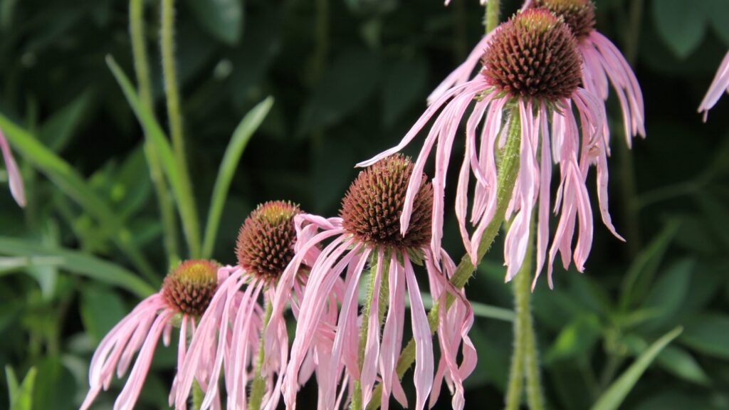 Echinacea pallida (pale purple coneflower)