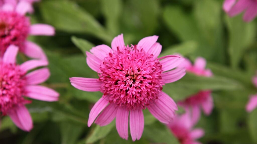 Echinacea purpurea 'Pink Double Delight' (eastern purple coneflower)