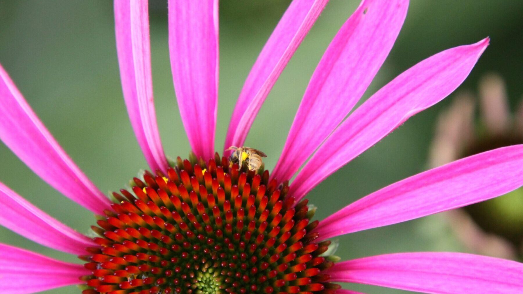 Echinacea purpurea 'Rubinstern' Ruby Star (eastern purple coneflower)