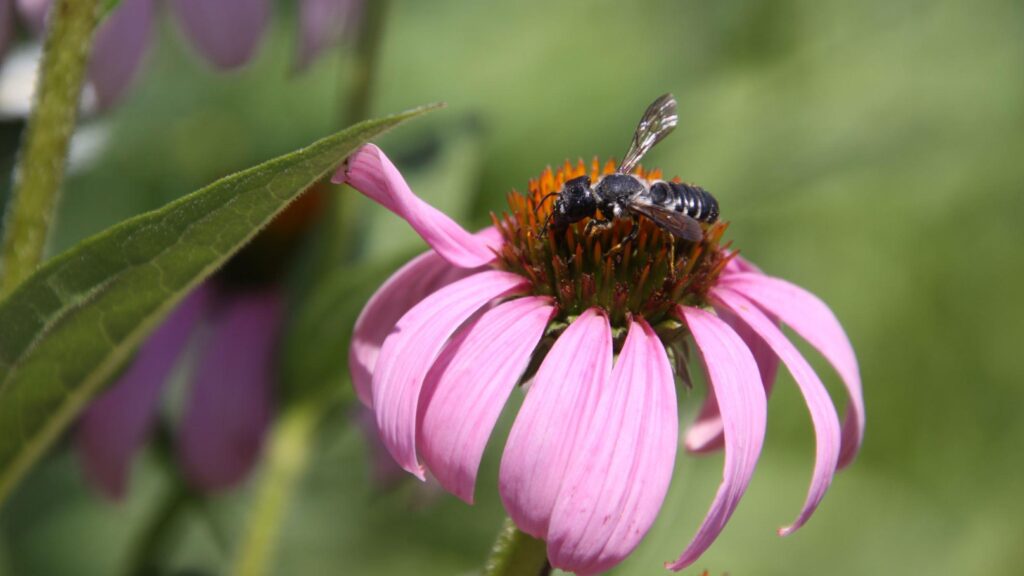 Echinacea purpurea (eastern purple coneflower)