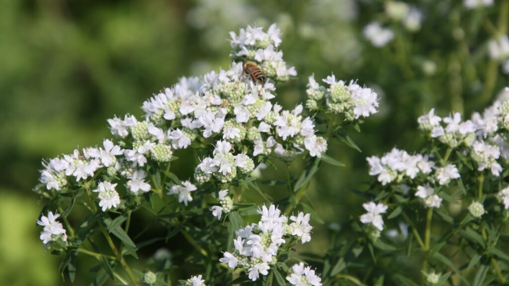 Pycnanthemum tenuifolium (narrowleaf mountain mint)