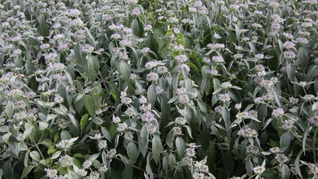 Pycnanthemum muticum (clustered mountain mint)