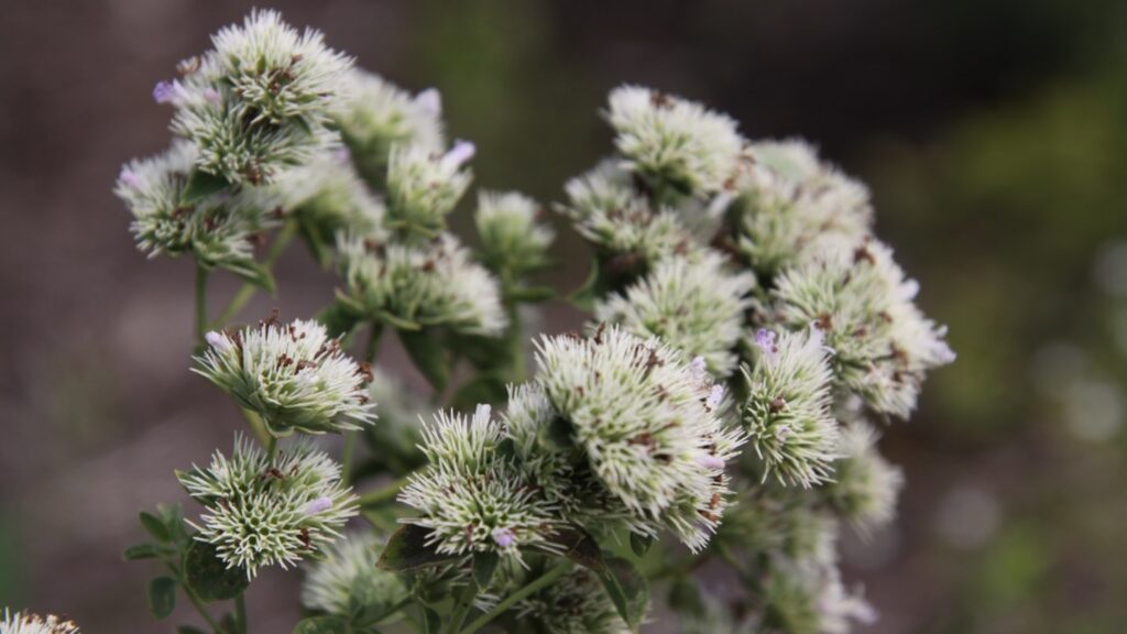 Pycnanthemum flexuosum (Appalachian mountain mint)