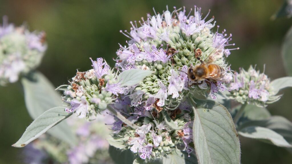 Pycnanthemum incanum (hoary mountain mint)