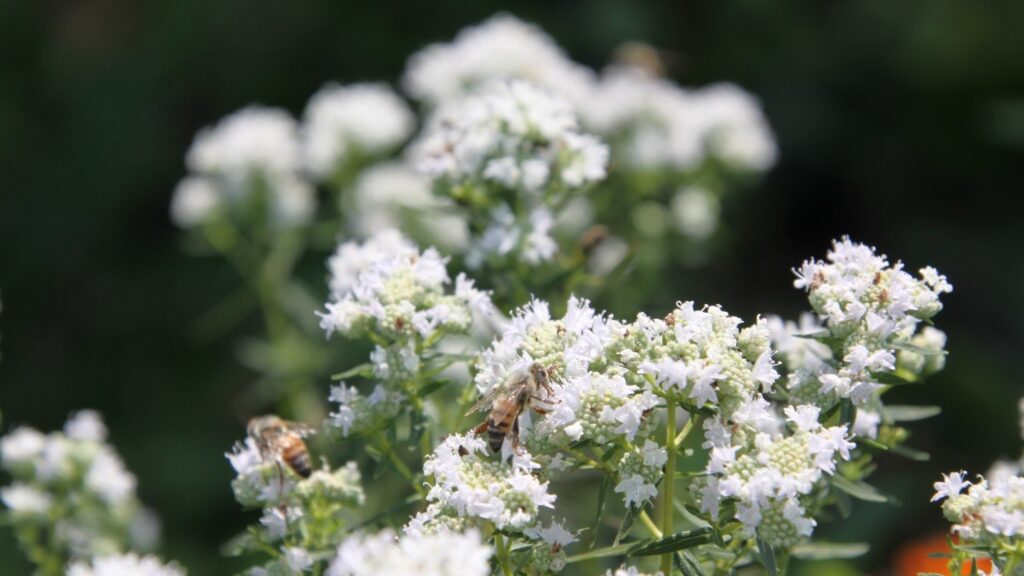 Pycnanthemum virginianum (Virginia mountain mint)