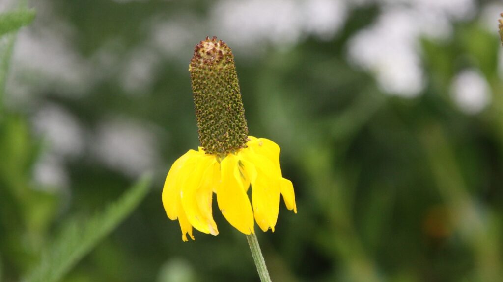 Ratibida columnifera (long-headed coneflower)