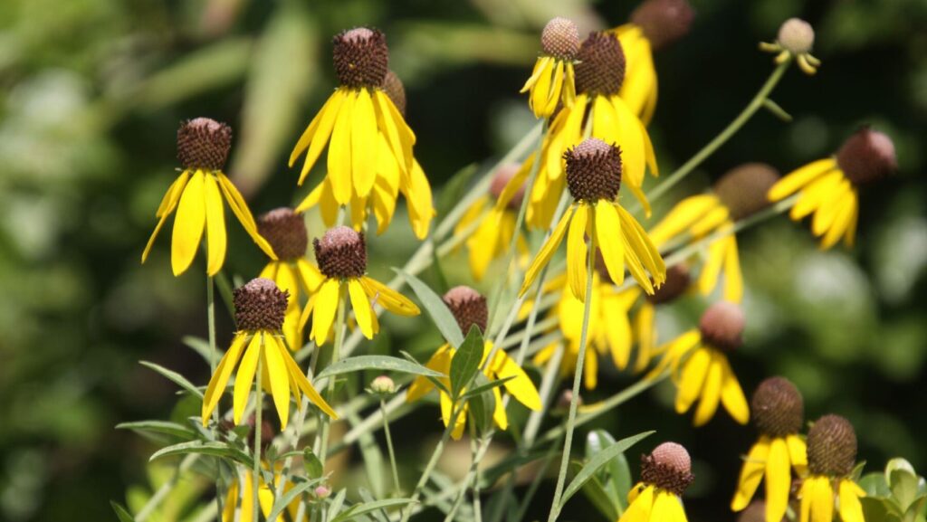 Ratibida pinnata (gray headed coneflower)