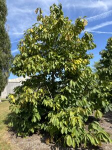 Asimina triloba (pawpaw)