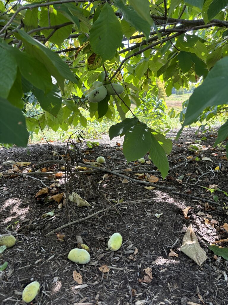 pawpaw fruit on ground