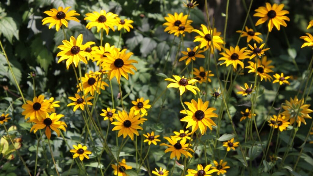 Rudbeckia fulgida var. fulgida (black-eyed Susan)