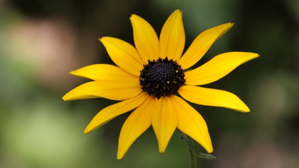 Rudbeckia fulgida var. fulgida (black-eyed Susan)