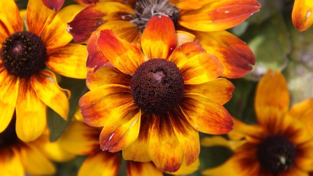 Rudbeckia hirta 'Autumn Colors' (black-eyed Susan)