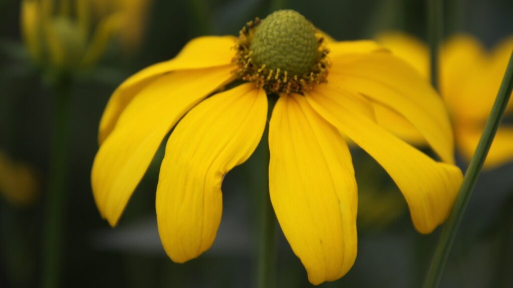 Rudbeckia laciniata 'Herbstsonne' (cutleaf coneflower)