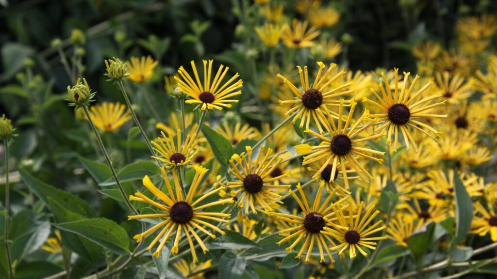 Rudbeckia subtomentosa 'Henry Eilers' (sweet coneflower)