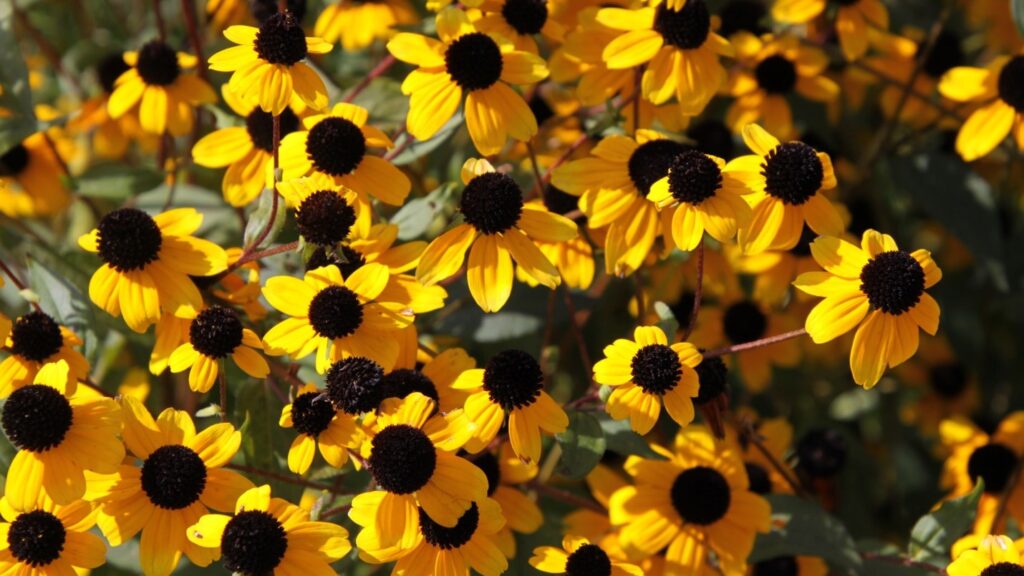 Rudbeckia triloba (brown-eyed Susan) 