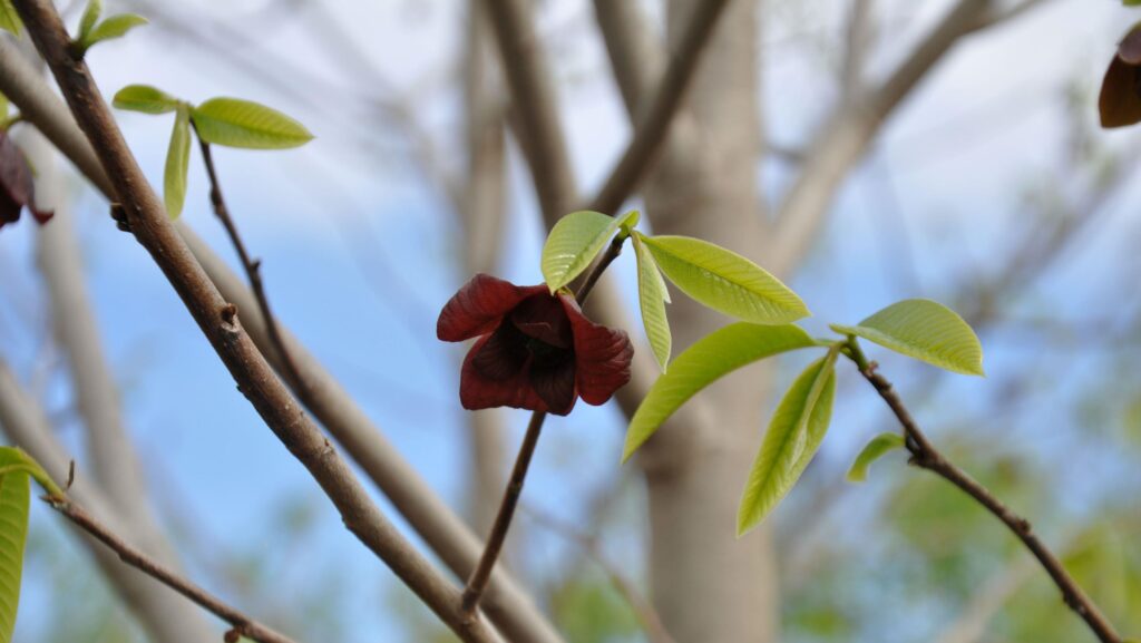 pawpaw flower