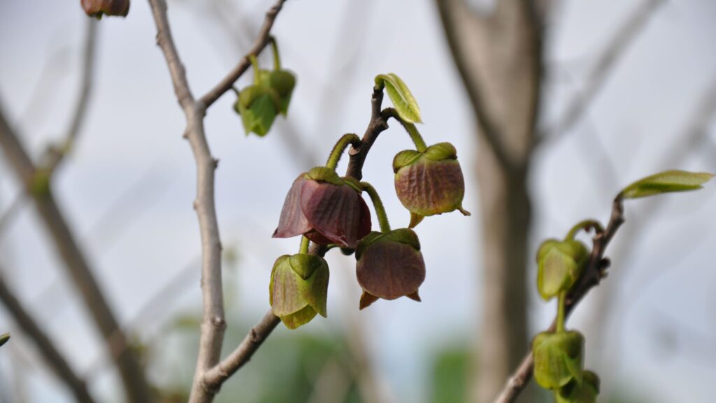 pawpaw flower