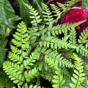 Athyrium otophorum (unknown cultivar) Limelight™