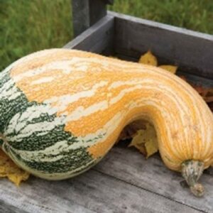 Autumn Colors Cushaw Squash