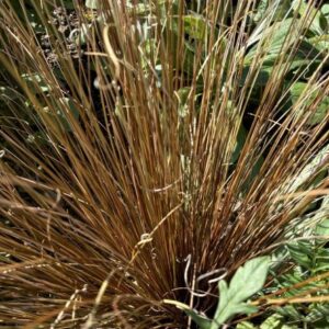 Carex testacea 'Prairie Fire'