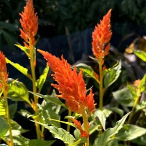 Celosia Sunday Orange