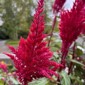 Celosia argentea var. cristata 'Celsured' Sunday™ Red