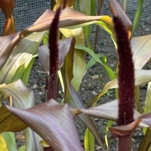 Cenchrus americanus 'Copper Prince'