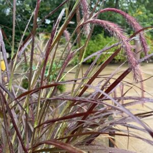 Cenchrus setaceus 'Rubrum' Graceful Grasses®