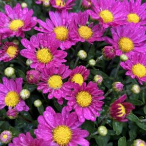 Chrysanthemum morifolium 'Amphion' Purple