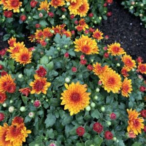 Chrysanthemum morifolium 'Fireglow' Bronze