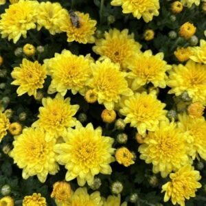 Chrysanthemum morifolium 'Padre Yellow' Belgian Mum®