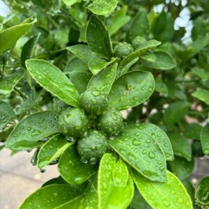 Citrus × microcarpa