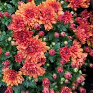 Conaco Orange Mum