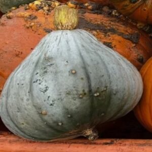 Cucurbita maxima 'Blue Ballet'