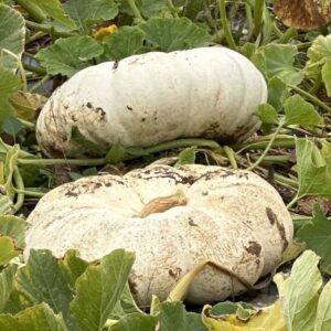 Cucurbita maxima 'Flat Stacker'