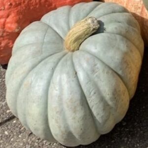 Cucurbita maxima 'Jarrahdale'