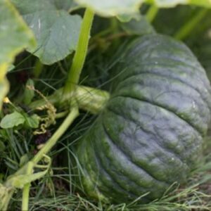 Cucurbita maxima 'Marina di Chioggia'