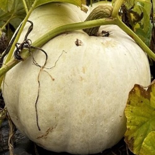 Cucurbita maxima 'Polar Bear'