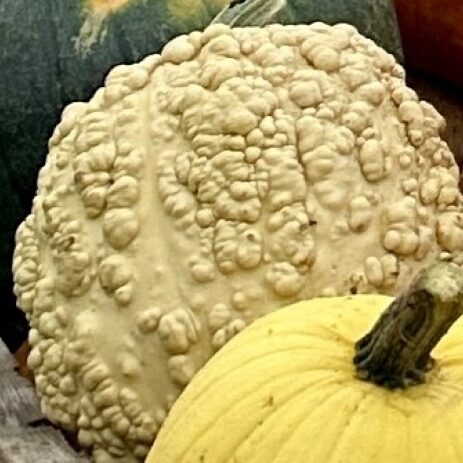 Cucurbita maxima 'Popcorn'