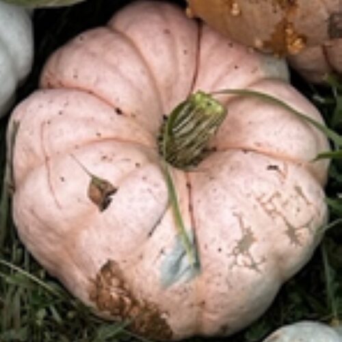 Cucurbita maxima 'Porcelain Doll'