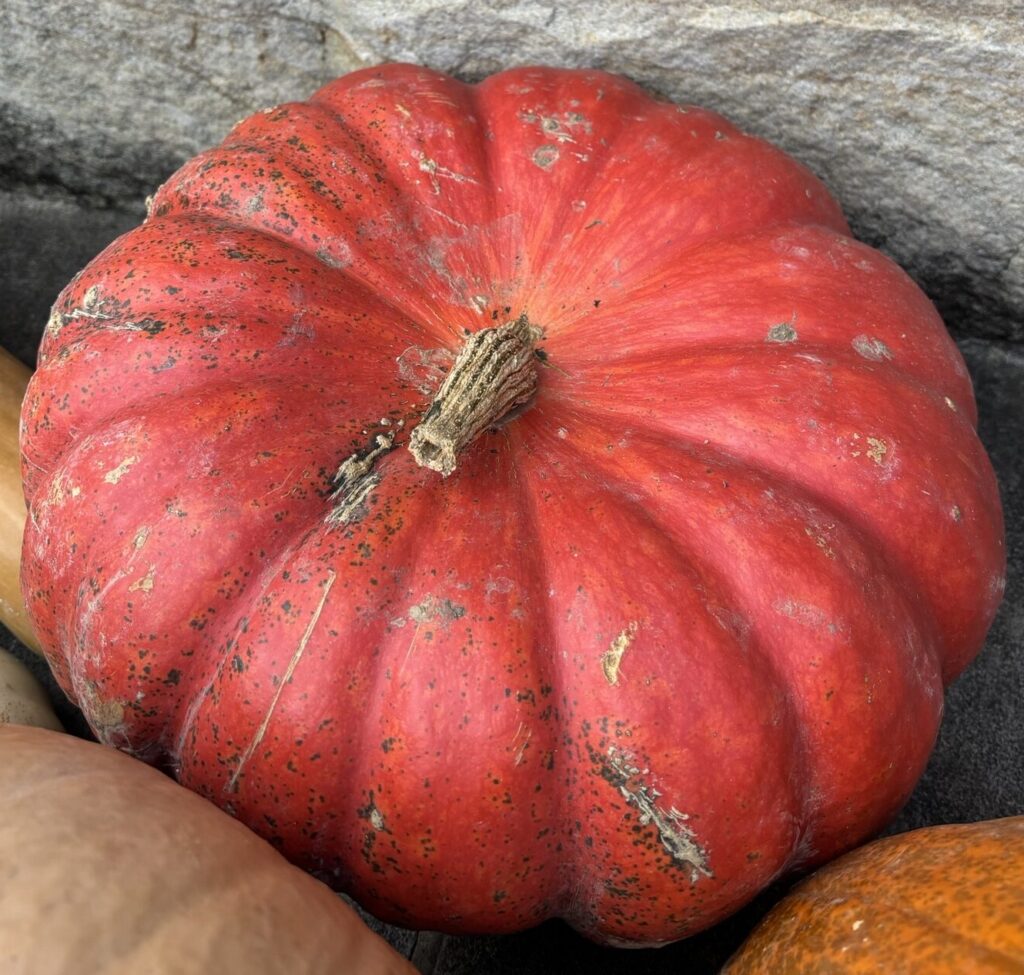 Cucurbita maxima Rouge Vif D' Etampes